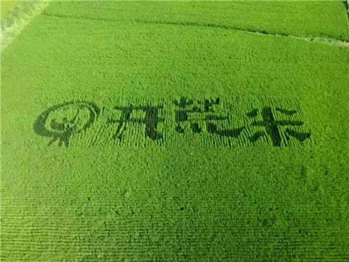 齐齐哈尔农垦开荒米水稻种植专业合作社：专精粮品，铸就粮心