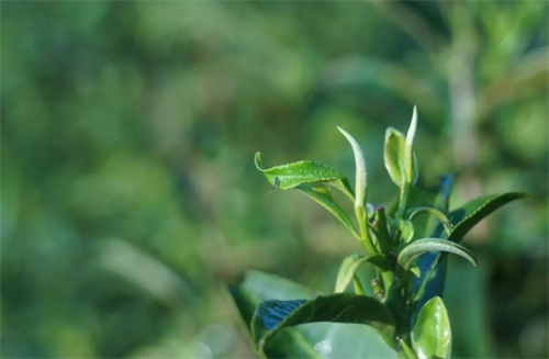 石迹源茶厂4.jpg