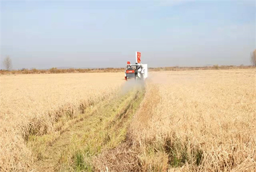 黑龙江小磨坊有机杂粮农业有限公司3.jpg 黑龙江小磨坊有机杂粮农业有限公司3.jpg