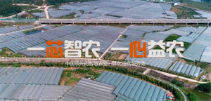 智启农业新时代，物联科技绘丰收 —— 云洋物联引领智慧农业新篇章