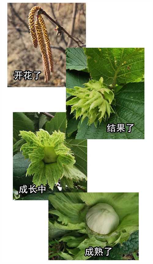 绥中县震丰果业种植有限公司2.jpg 绥中县震丰果业种植有限公司2.jpg
