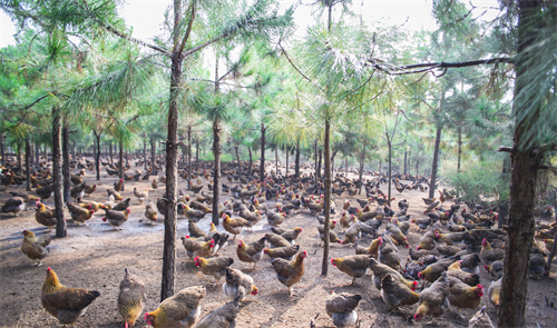 广东天农食品集团股份有限公司2.jpg 广东天农食品集团股份有限公司2.jpg