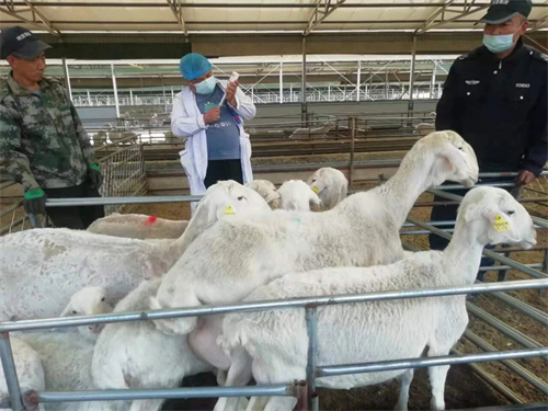 山西朔美羊肉业有限公司8.jpg 山西朔美羊肉业有限公司8.jpg